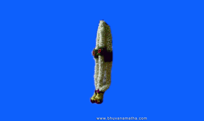 Bhuvanamatha Ritual Centre